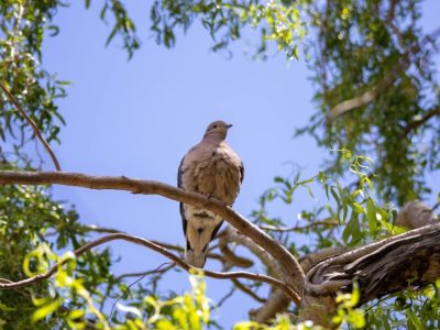 Paloma serena en rama, paz natural en Cabañas Nono.